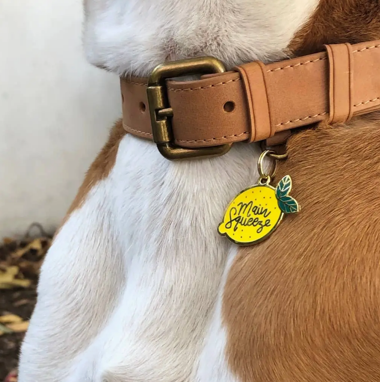 Main Squeeze Pet Id Tag